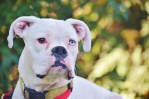 cachorro boxer branco com coleira vermelha