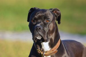 cachorro boxer preto olhando para frente