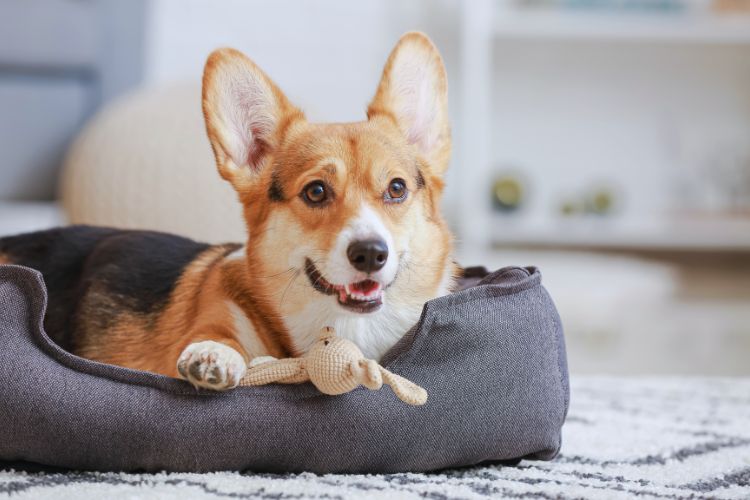 cachorro deitado na cama para pet