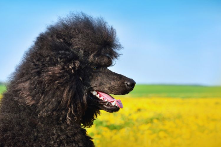 cachorro podle preto junto com flores