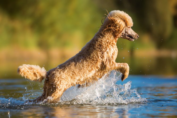 cachorro poodle brincando na agua