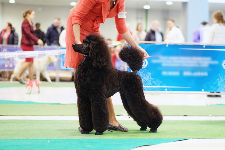 cachorro poodle preto em competição