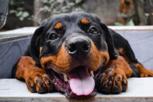 cachorro rottweiler com a boca aberta