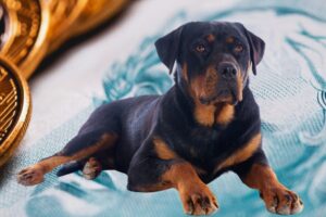 cachorro rottweiler e dinheiro