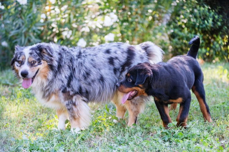 cachorro rottweiler junto com outro cachorro