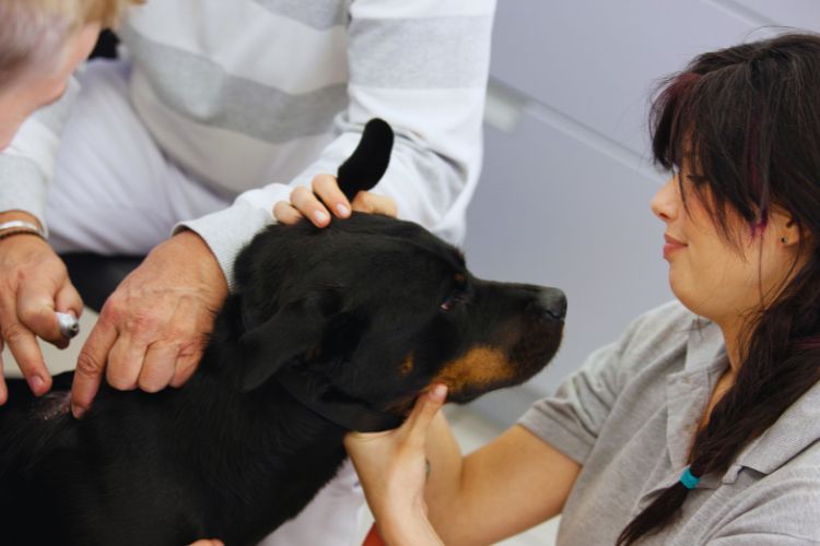 cachorro rottweiler no veterinário