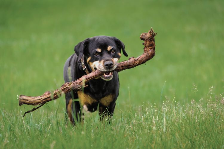 cachorro rotwiller carregando tronco de arvore