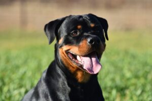 cachorro rottweiler com boca aberta