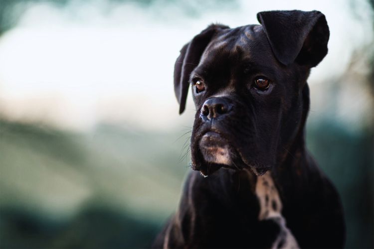 cachorro boxer preto olhando para a esquerda serio