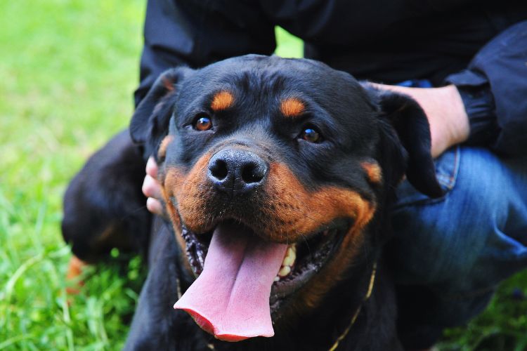 Cachorro rottweiler com pessoas na grama