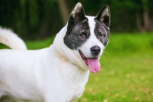 cachorro akita com a boca aberta