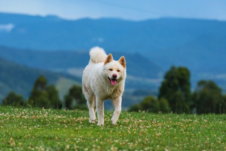 cachorro akita andando na grama