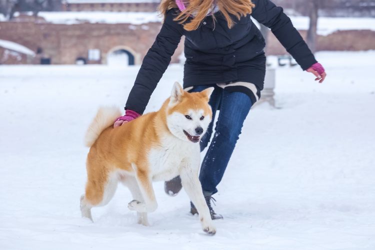 cachorro akita correndo com sua dona