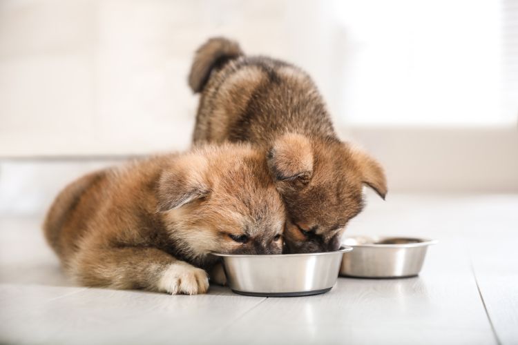 cachorro akita filhotes comendo