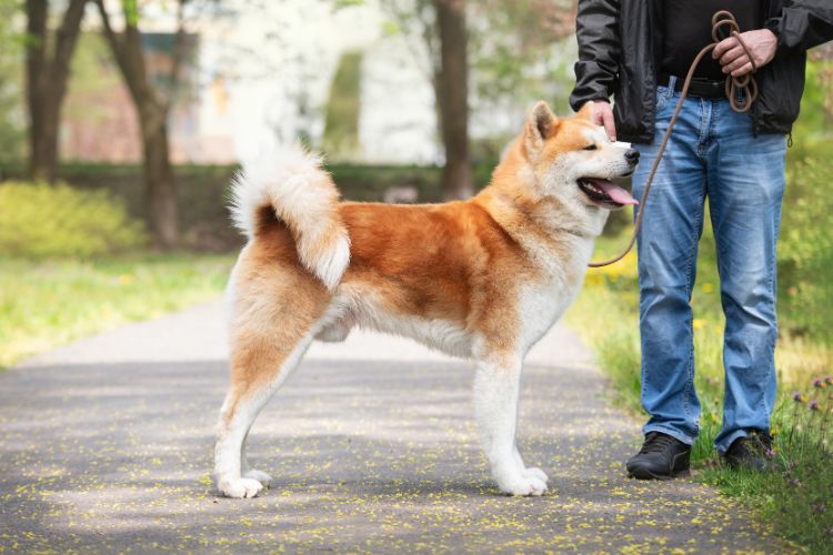 cachorro akita no parque com dono