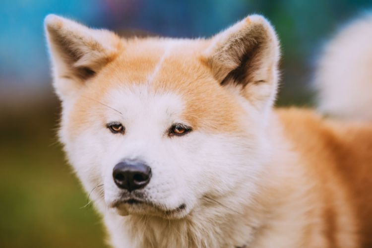 cachorro akita olhando para frente