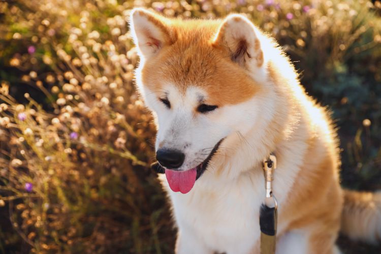 cachorro akita olhando para baixo