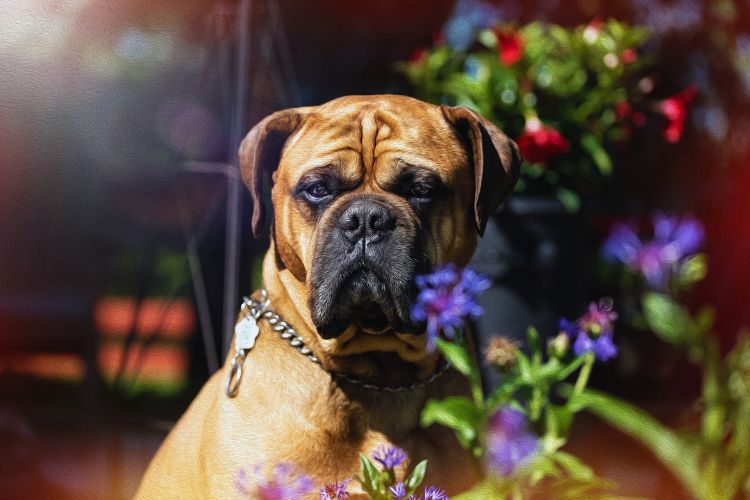 cachorro bull mastiff junto com flores