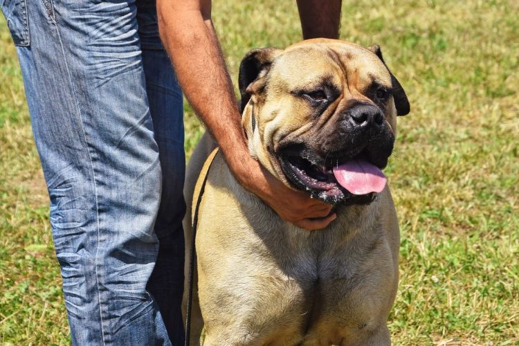 cachorro bullmastiff com homem