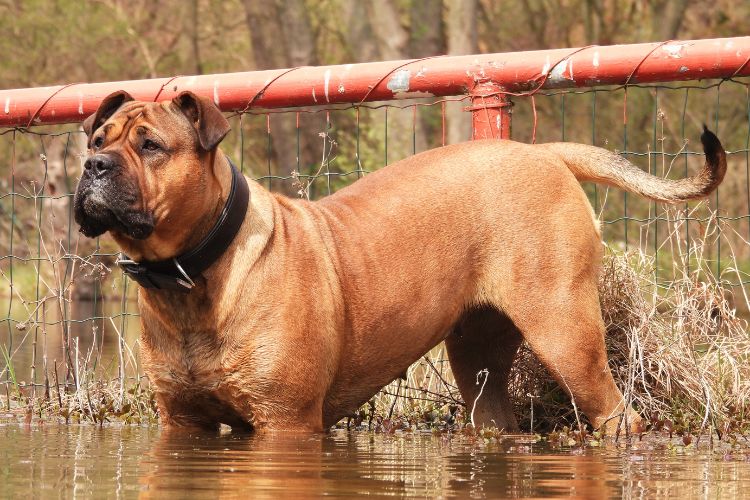 cachorro bullmastiff na agua