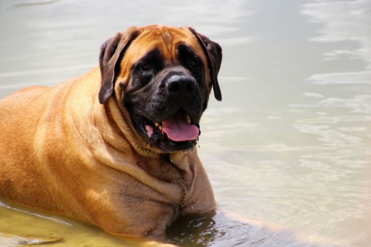 cachorro bullmastiff na água