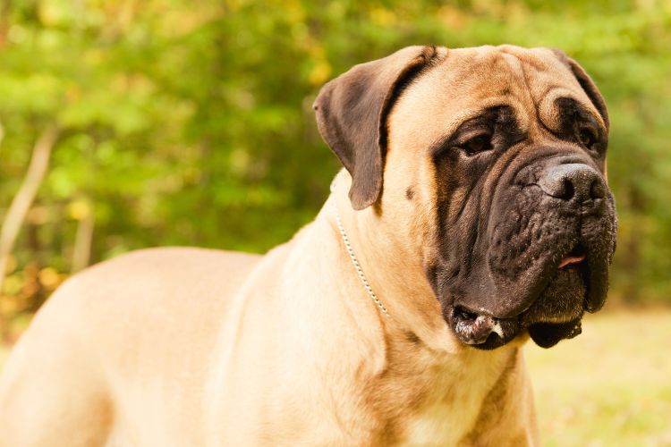 cachorro bullmastiff no campo