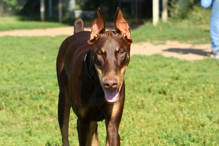 cachorro doberman andando na grama