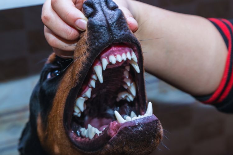 cachorro doberman com boca aberta