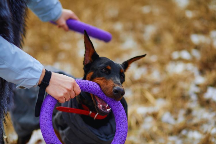 cachorro doberman com brinquedo na boca