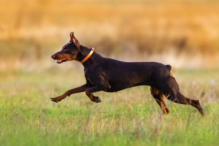 cachorro doberman correndo