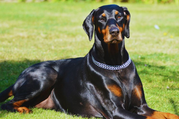 cachorro doberman deitado na grama