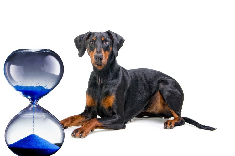 cachorro doberman e tempo de vida