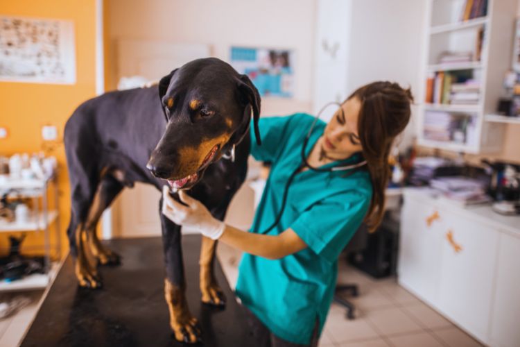 cachorro doberman e veterinário