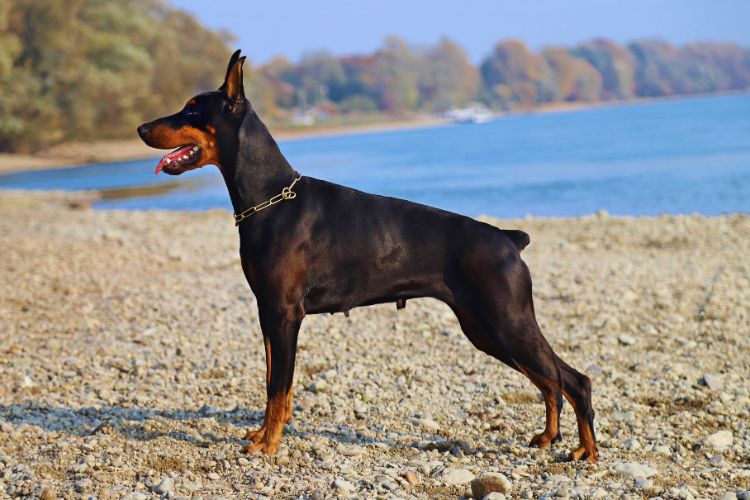 cachorro doberman na praia