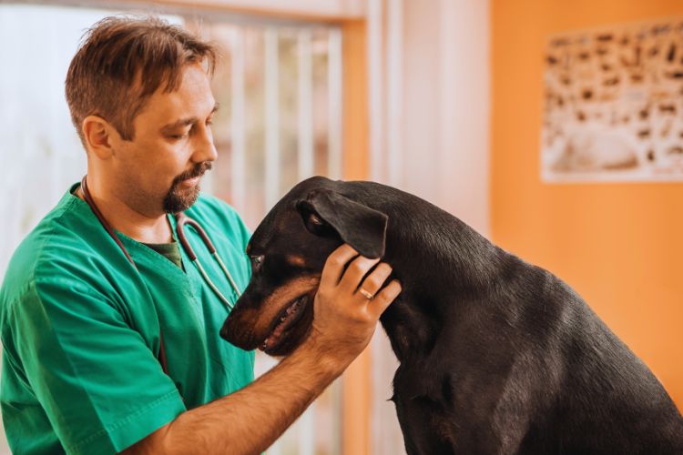 cachorro dobermanm com veterinário em clínica