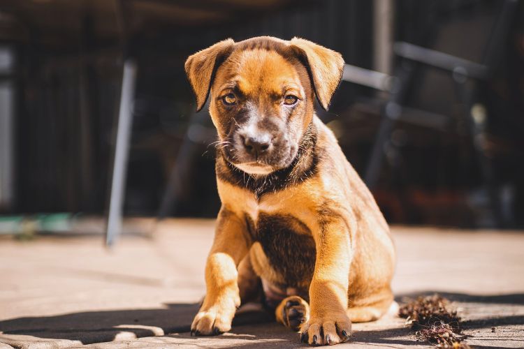 cachorro filhote de bullmastiff olhando para frente