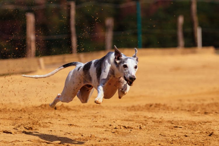 cachorro galgo branco e preto correndo