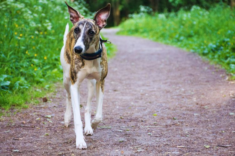 cachorro galgo caminhando