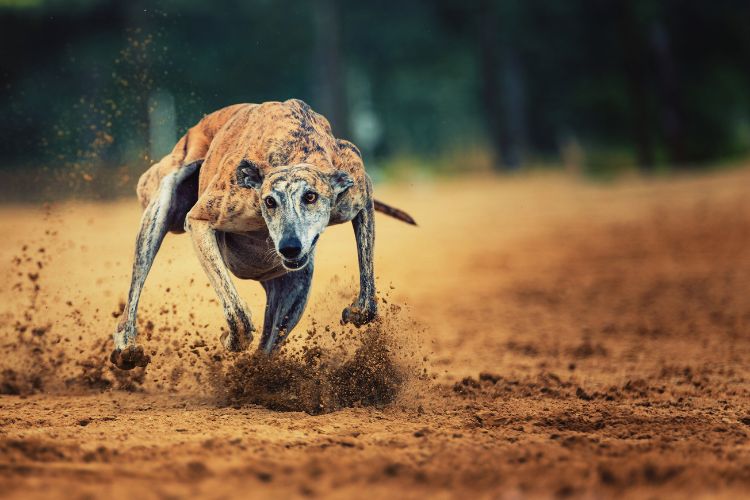 cachorro galgo correndo na areia