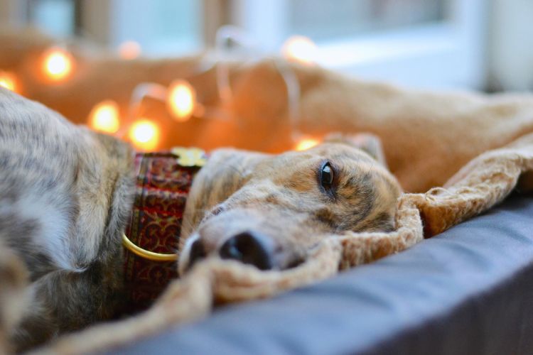 cachorro galgo deitado na cama