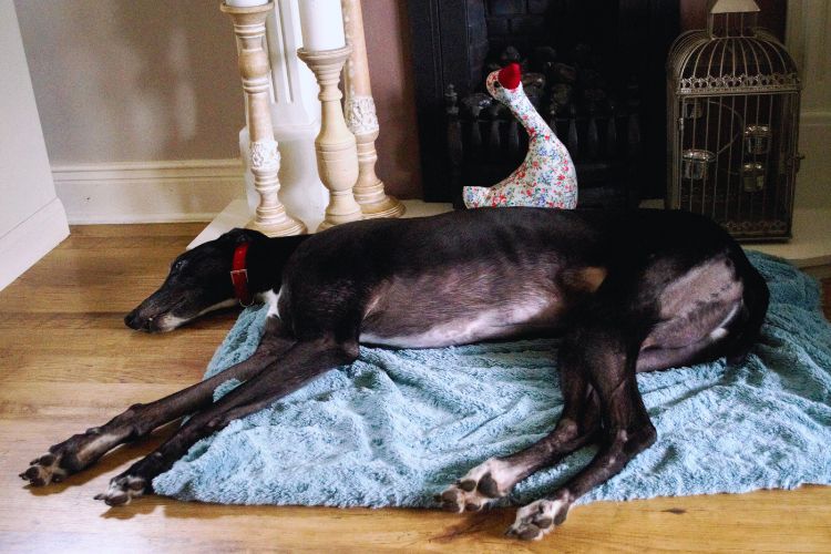 cachorro galgo deitado na sala