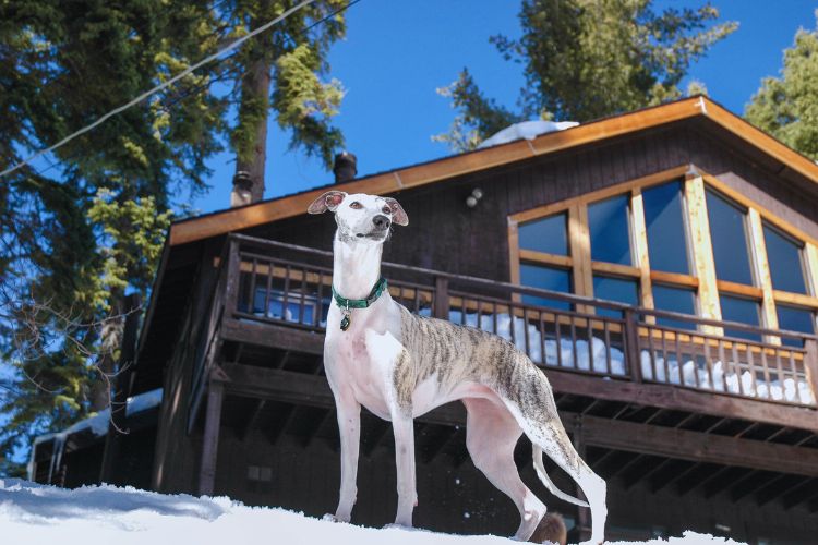 cachorro galgo em frente a casa