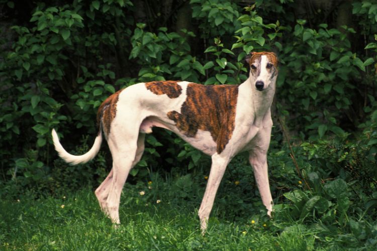 cachorro galgo malhado no jardim