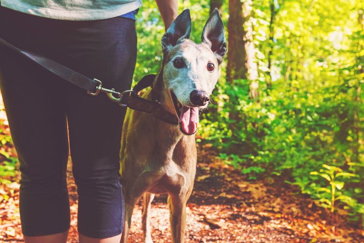 cachorro galgo passeando com dono