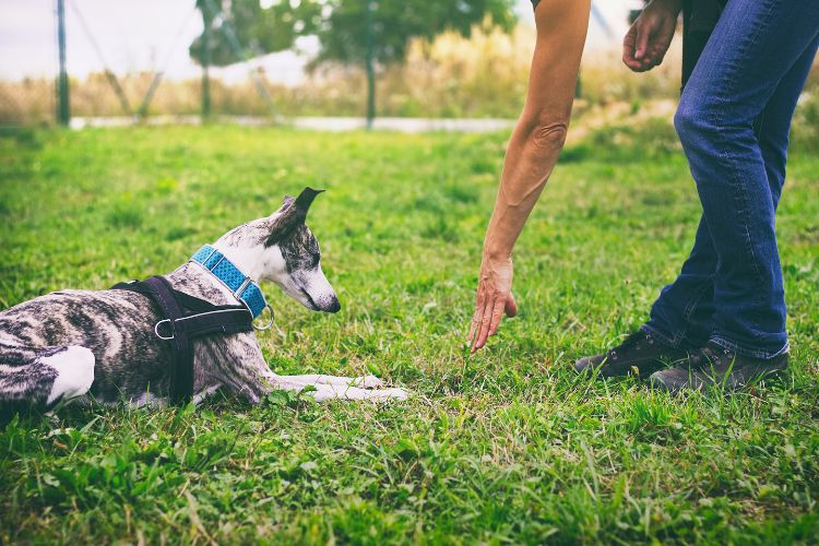 cachorro galgo sendo treinado