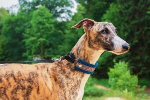 cachorro galgo tigrado no mato