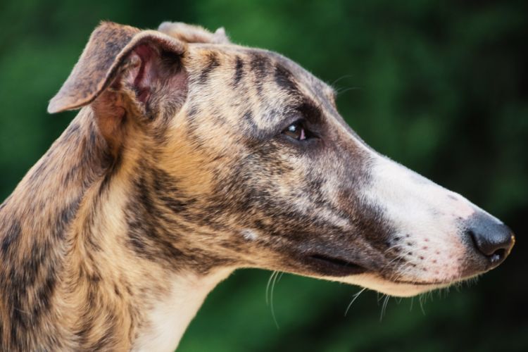 cachorro galgo tigrado olhando para frente