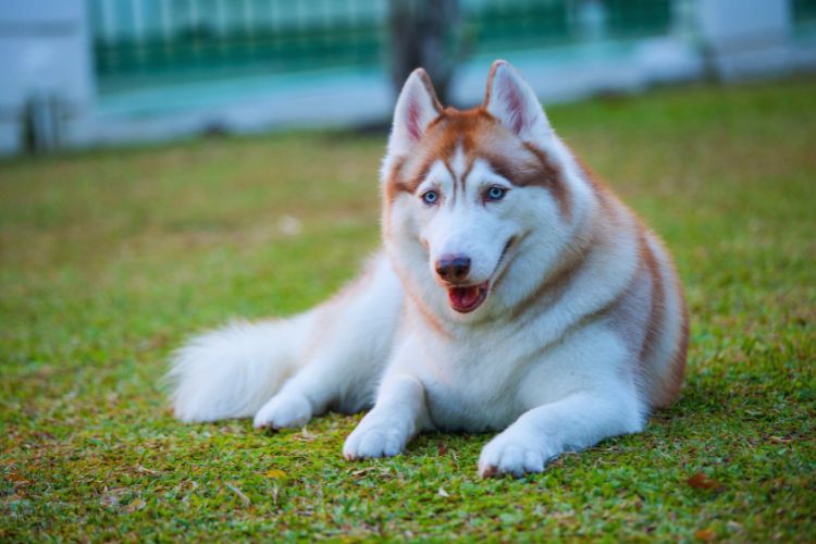 cachorro husky marrom deitado na grama