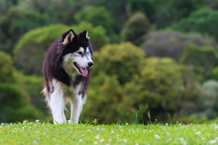 cachorro husky siberiano caminhando na grama