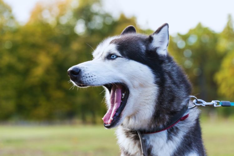 cachorro husky siberiano com boca aberta